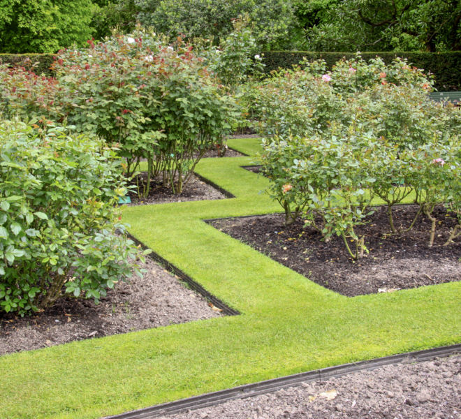 Christchurch Botanic Rose Gardens