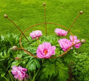 Heritage trumpet peonies