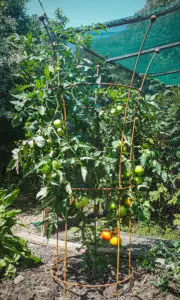 Small Trumpet for tomatoes