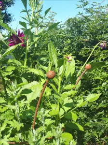 Large Peony support with dahlia