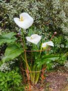 Peony support with Arum Lily