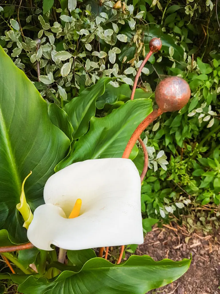 Peony support with Arum Lily