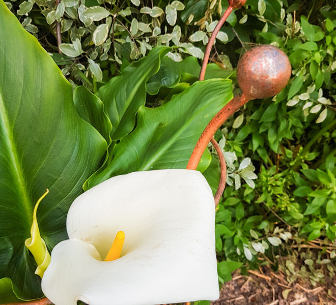 Peony support with Arum Lily