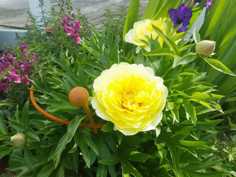 Small Peony