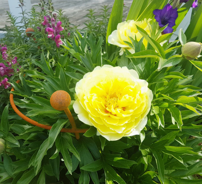 Small Peony