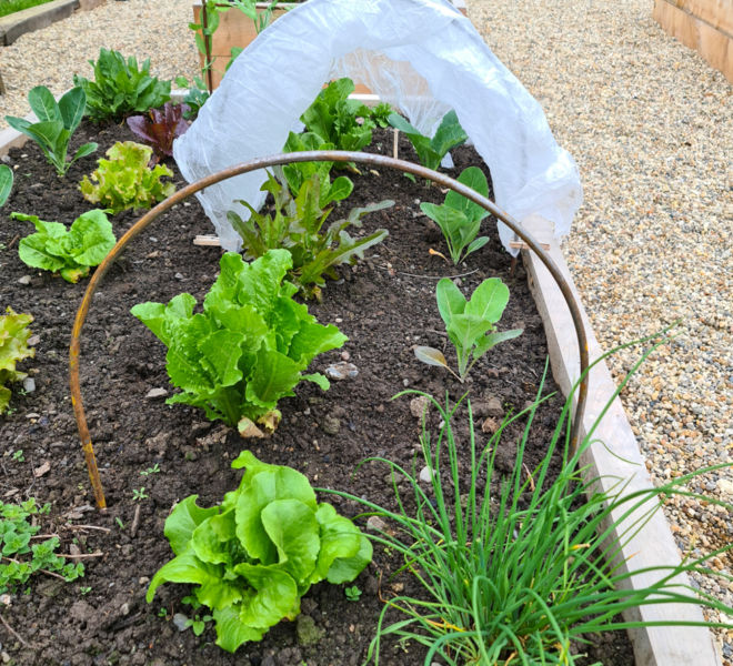 Cloche Hoops