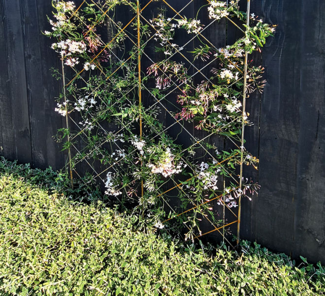 Duchess Trellis