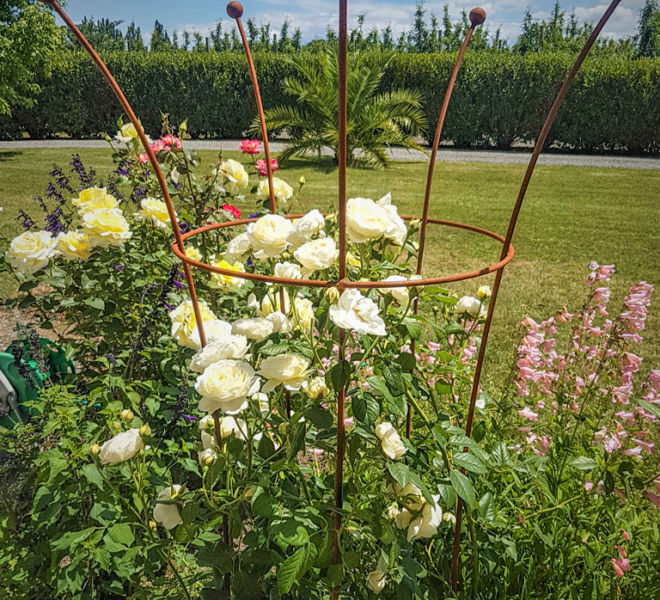 Large Peony