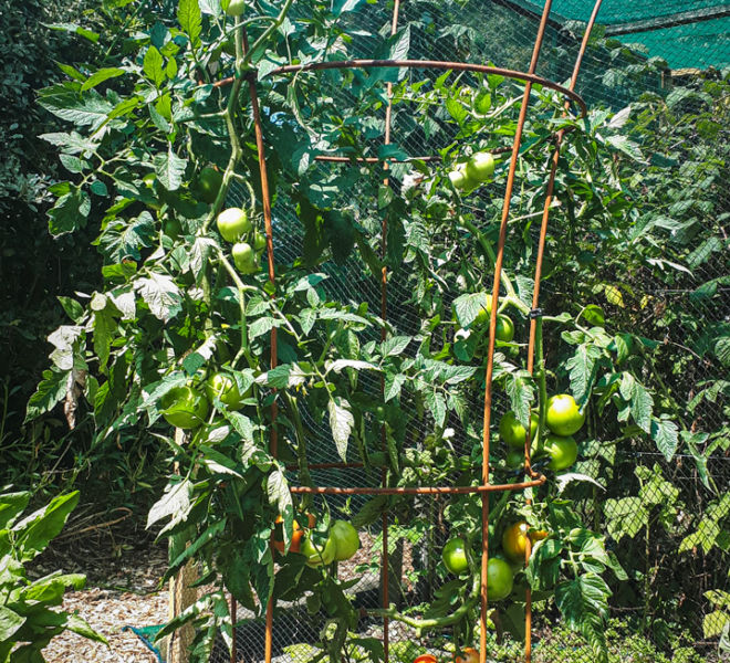 Small Trumpet for tomatoes