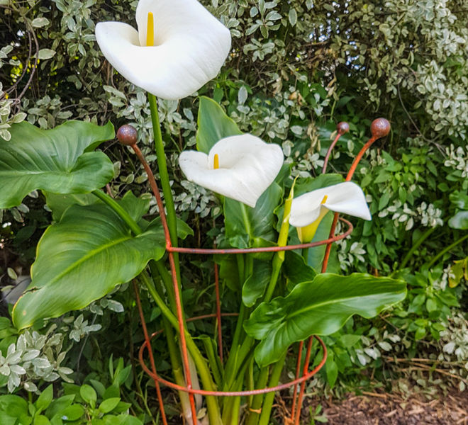 Peony support with Arum Lily